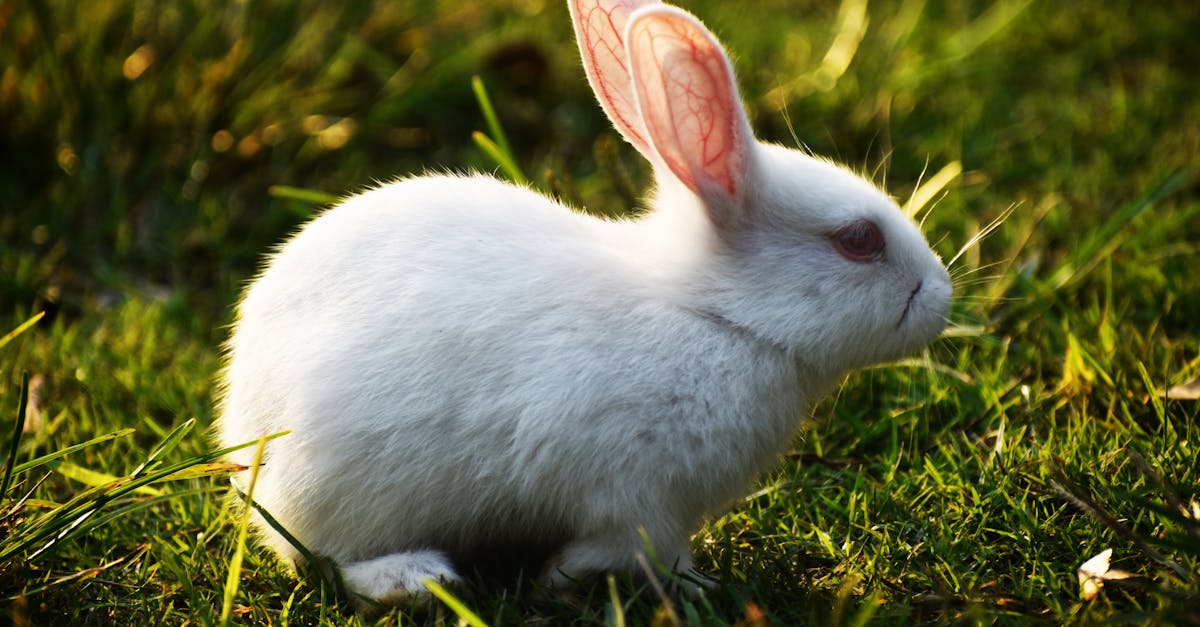 découvrez tout sur le lapin : ses caractéristiques, son habitat, son alimentation, ainsi que des conseils pour l’élever et en prendre soin. informations pratiques et astuces pour passionnés d’animaux !