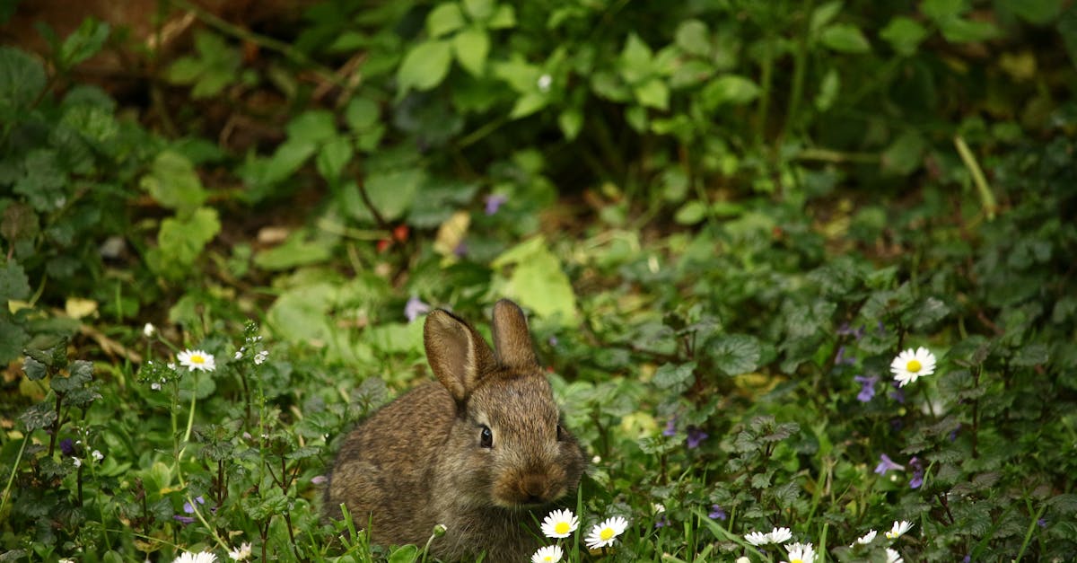 découvrez tout sur le lapin : son mode de vie, son alimentation, ses caractéristiques et des conseils pratiques pour bien s’en occuper en tant qu’animal de compagnie.