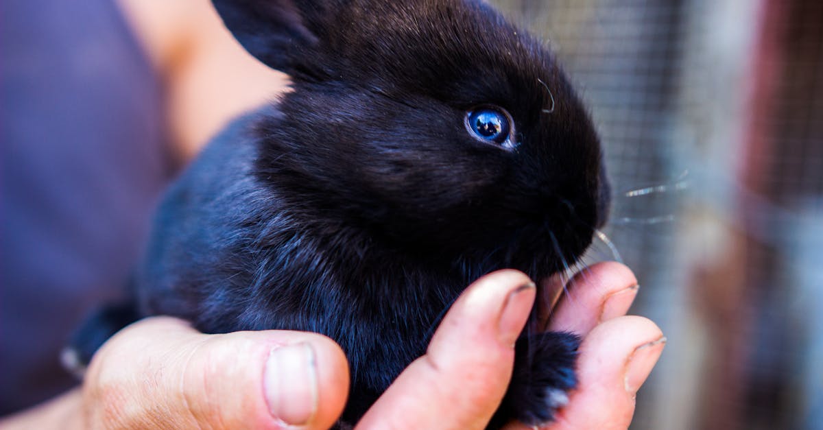 découvrez tout sur le lapin : son mode de vie, ses habitudes alimentaires, ses différentes races et conseils pour l’adopter et en prendre soin.