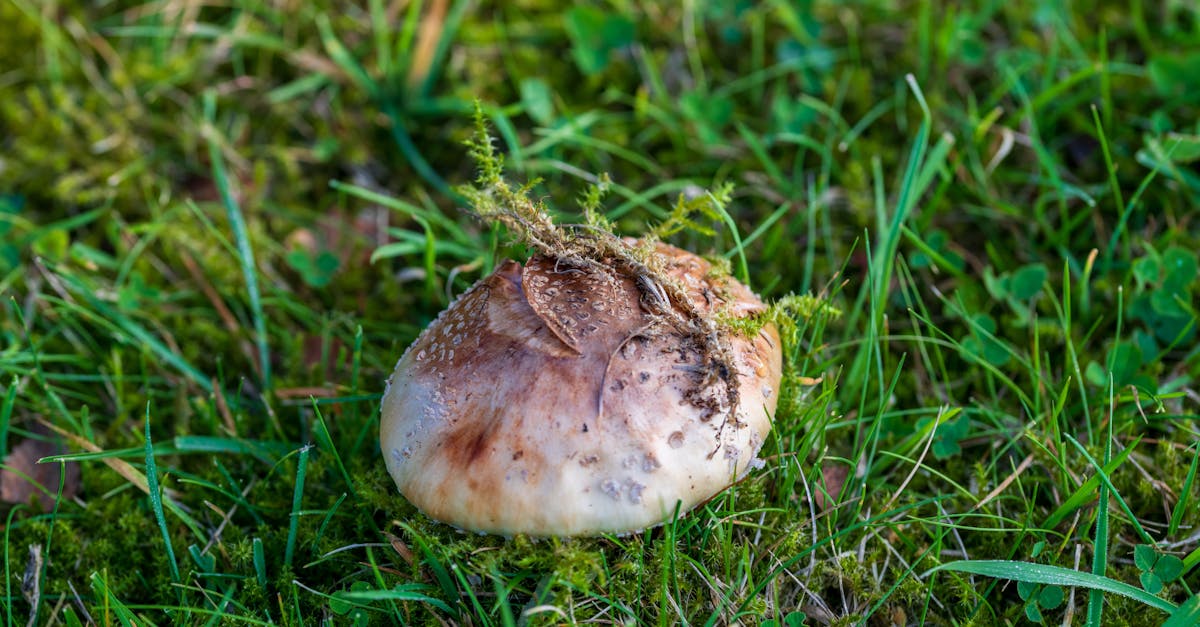 découvrez notre lubrifiant comestible, idéal pour pimenter vos moments intimes tout en douceur. formule sûre, gourmande et compatible avec le plaisir oral. à essayer pour une expérience sensorielle unique !